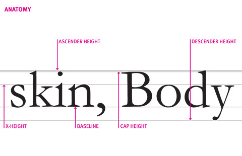 Typeface Anatomy