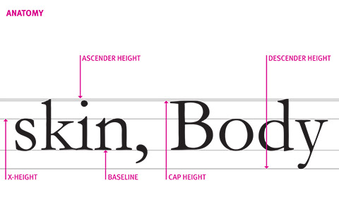 typeface anatomy